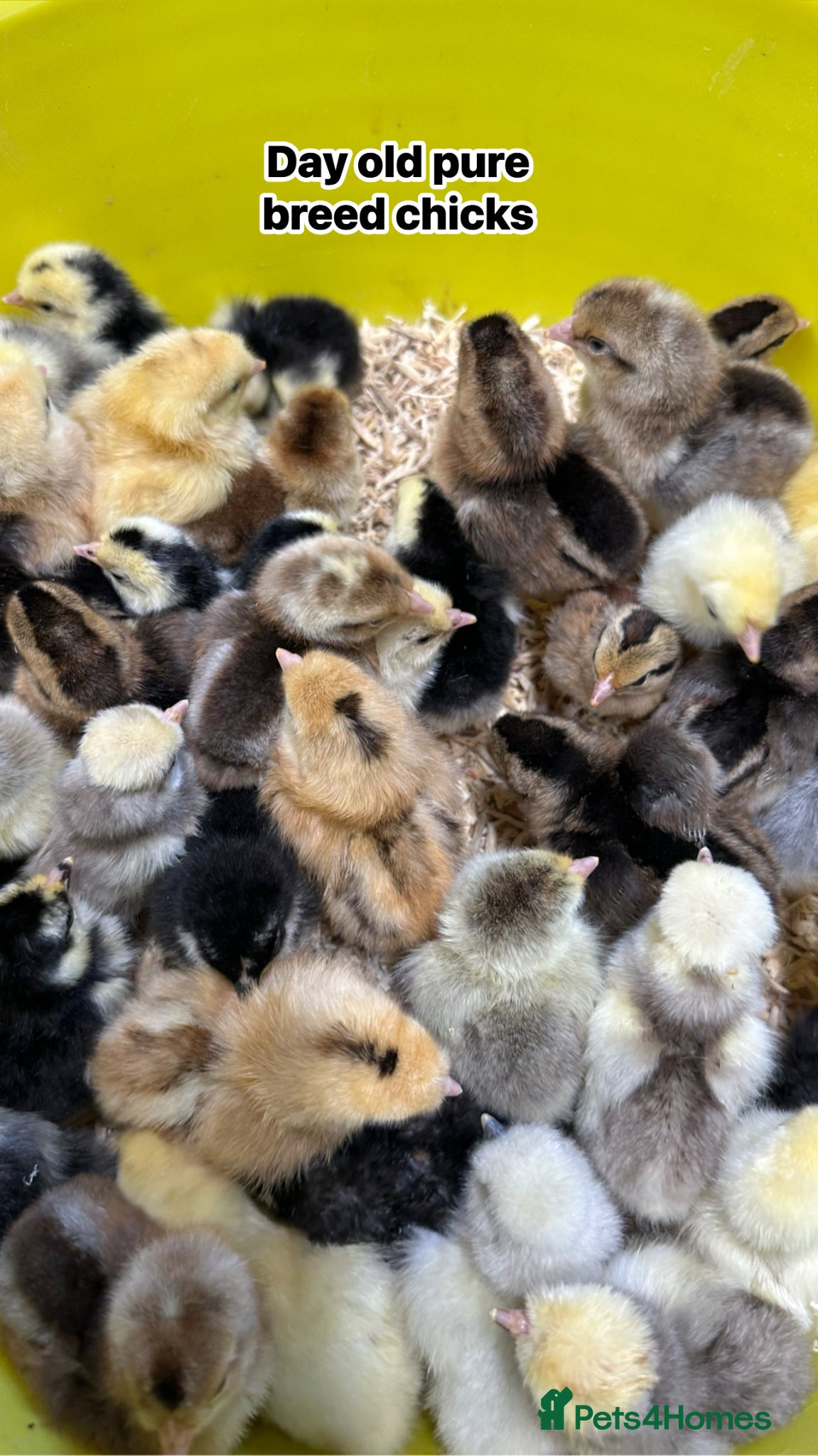 Chickens poultry Day old pure breed chicks  - Advert 3