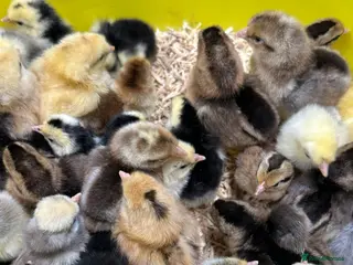 Chickens poultry Day old pure breed chicks - Advert 7