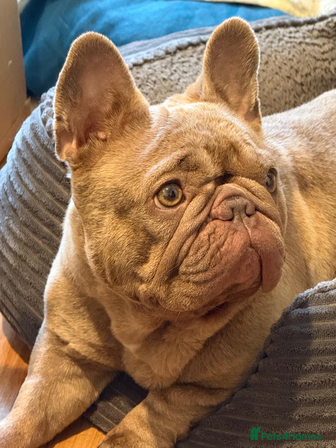 French Bulldog dogs for sale: Adorable Isabella carrying pink frenchie pups - Image 5