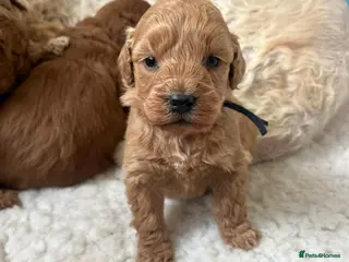 Mini Goldendoodle dogs Top Quality Miniature Goldendoodle puppies - Advert 2