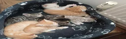 Mixed Breed cats for sale: Six boys and one girl😍😍😍 - Advert 9