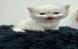 British Shorthair cats for sale: ❤️ White, gold tipped British shorthairs ❤️ in Slough - Image 5
