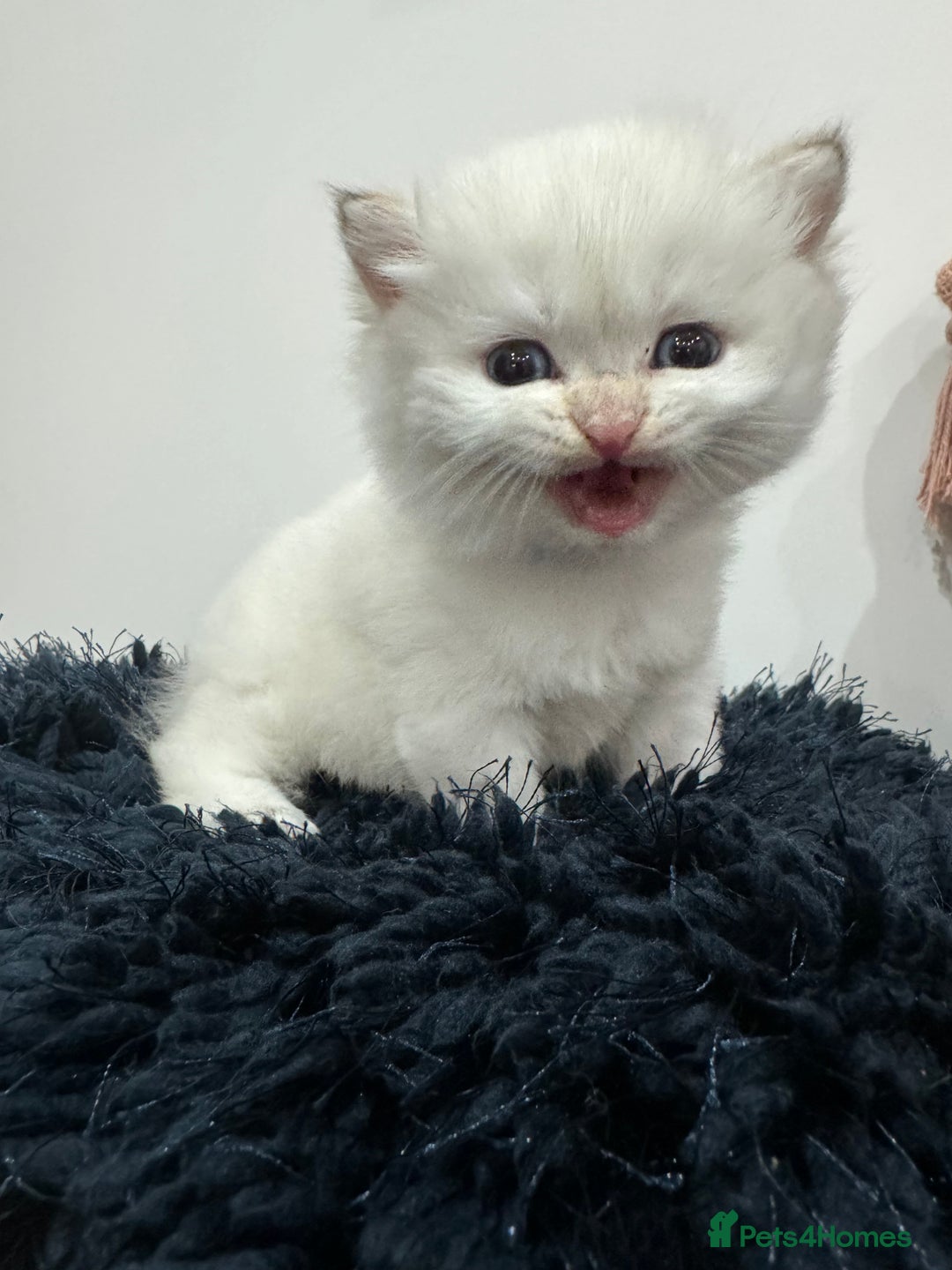 British Shorthair cats for sale: ❤️ White, gold tipped British shorthairs ❤️ in Slough - Image 5