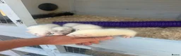 Ferret rodents for sale: Mirco ferrets  - Advert 4