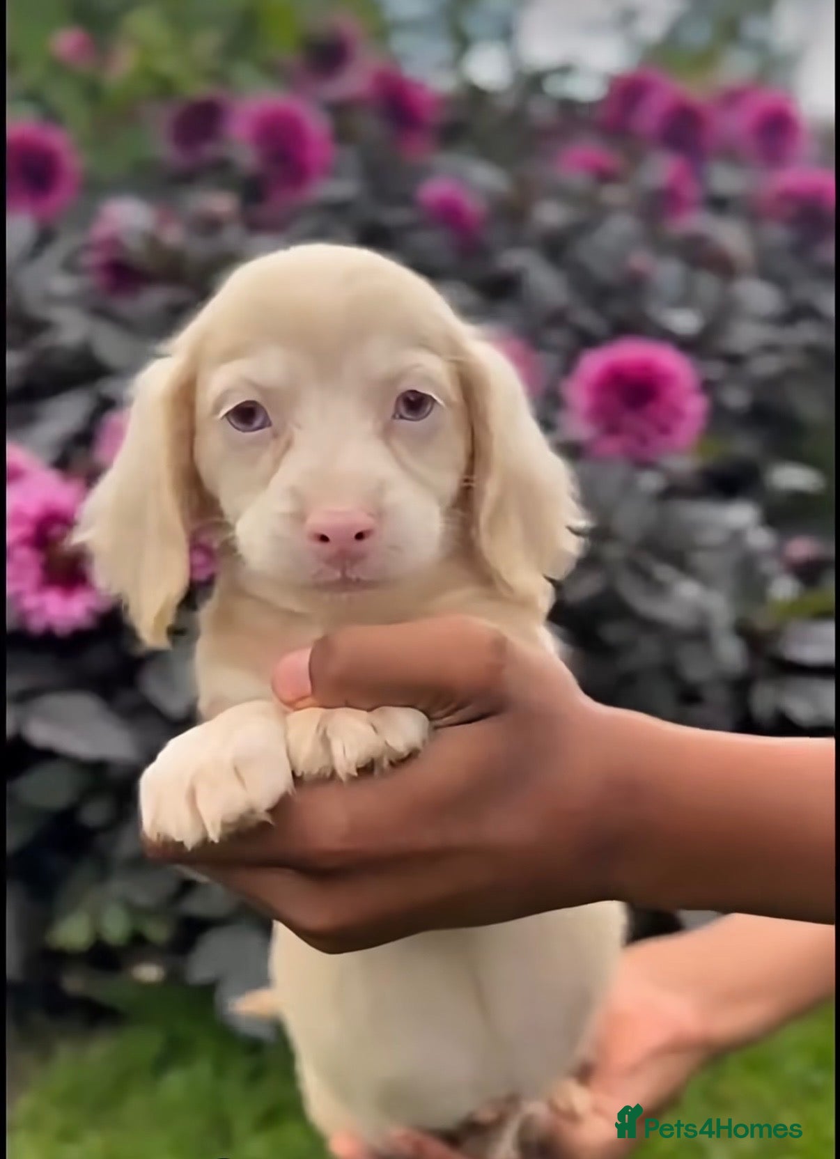 Miniature Dachshund dogs 5 Minature long haired Daxis  Looking for love  - Advert 1