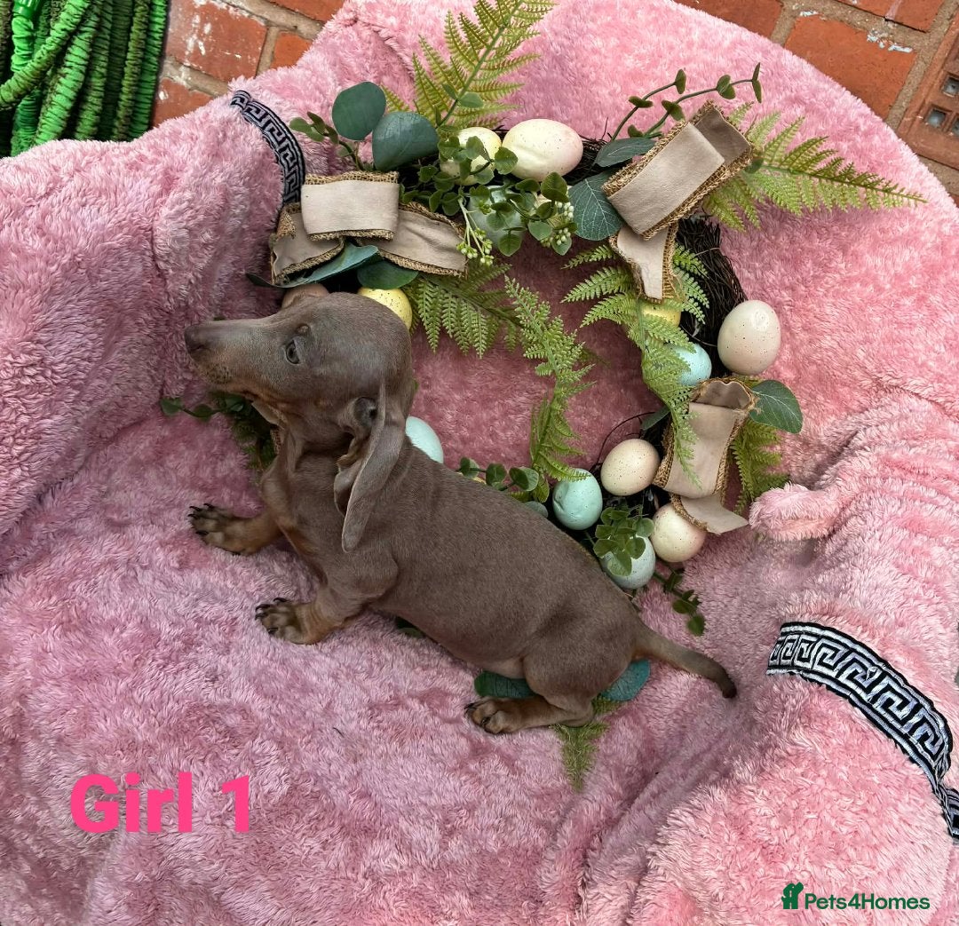 Miniature Dachshund dogs Minature Dachshund puppys  - Advert 9