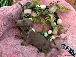 Miniature Dachshund dogs Minature Dachshund puppys - Advert 9