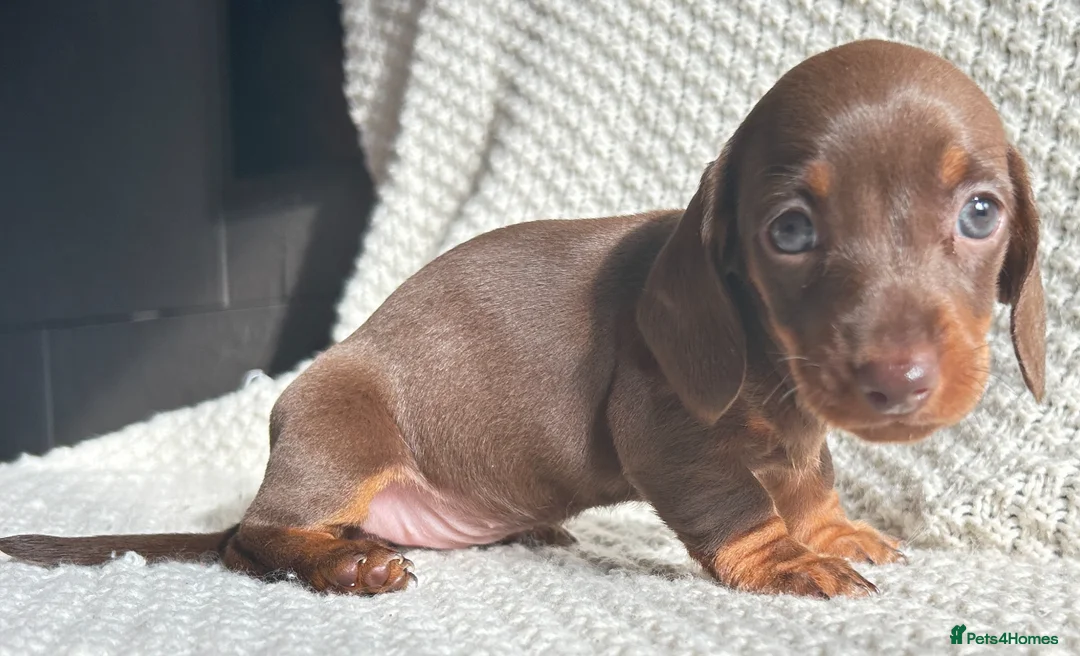 Miniature Dachshund dogs for sale: 💙Ready now💙 tiny miniature boy PRA clear  - Advert 1