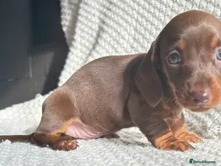 Miniature Dachshund dogs 💙Ready now💙 tiny miniature boy PRA clear - Advert 12