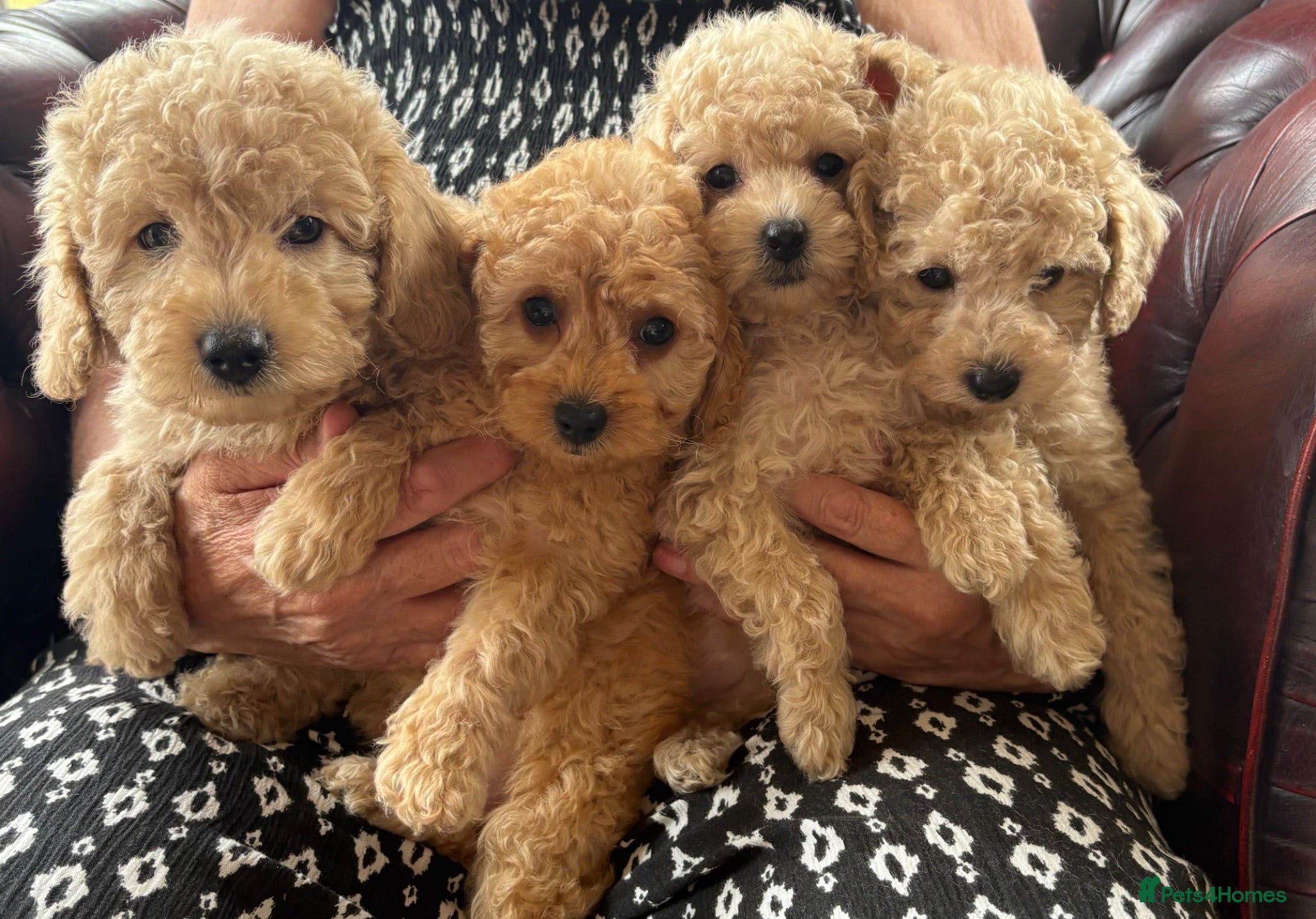 Miniature Poodle dogs Gorgeous Miniature Poodles - Advert 1