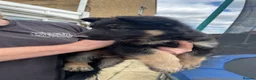 German Shepherd dogs for sale: READY TO GO - German Shepherd Puppies - Advert 28