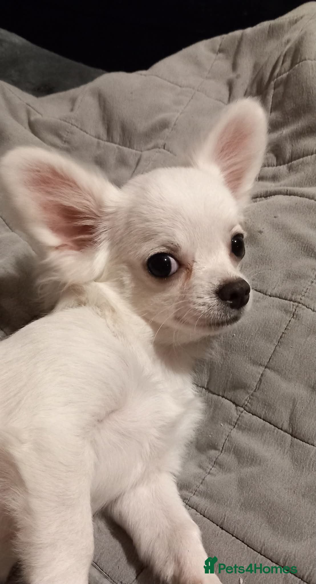 Chihuahua dogs ❤️‍🔥 Smoot-coat girl,Long coat boy❤️‍🔥 - Advert 4