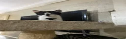 Scottish Fold cats for sale: Scottish fold cross for sale  - Advert 11