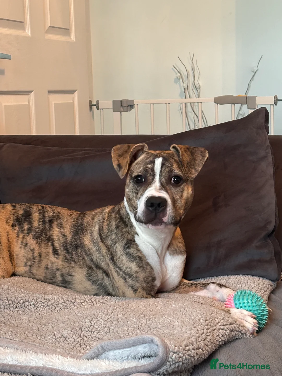 Staffordshire Bull Terrier dogs for sale: 2 Year Old Staffordshire Bull Terrier - Advert 5