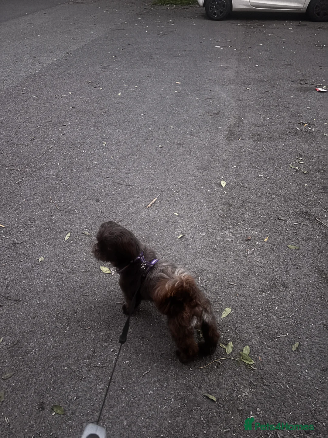 Shih Tzu dogs for stud: Brown Shih Tzu Stud Available - Advert 3