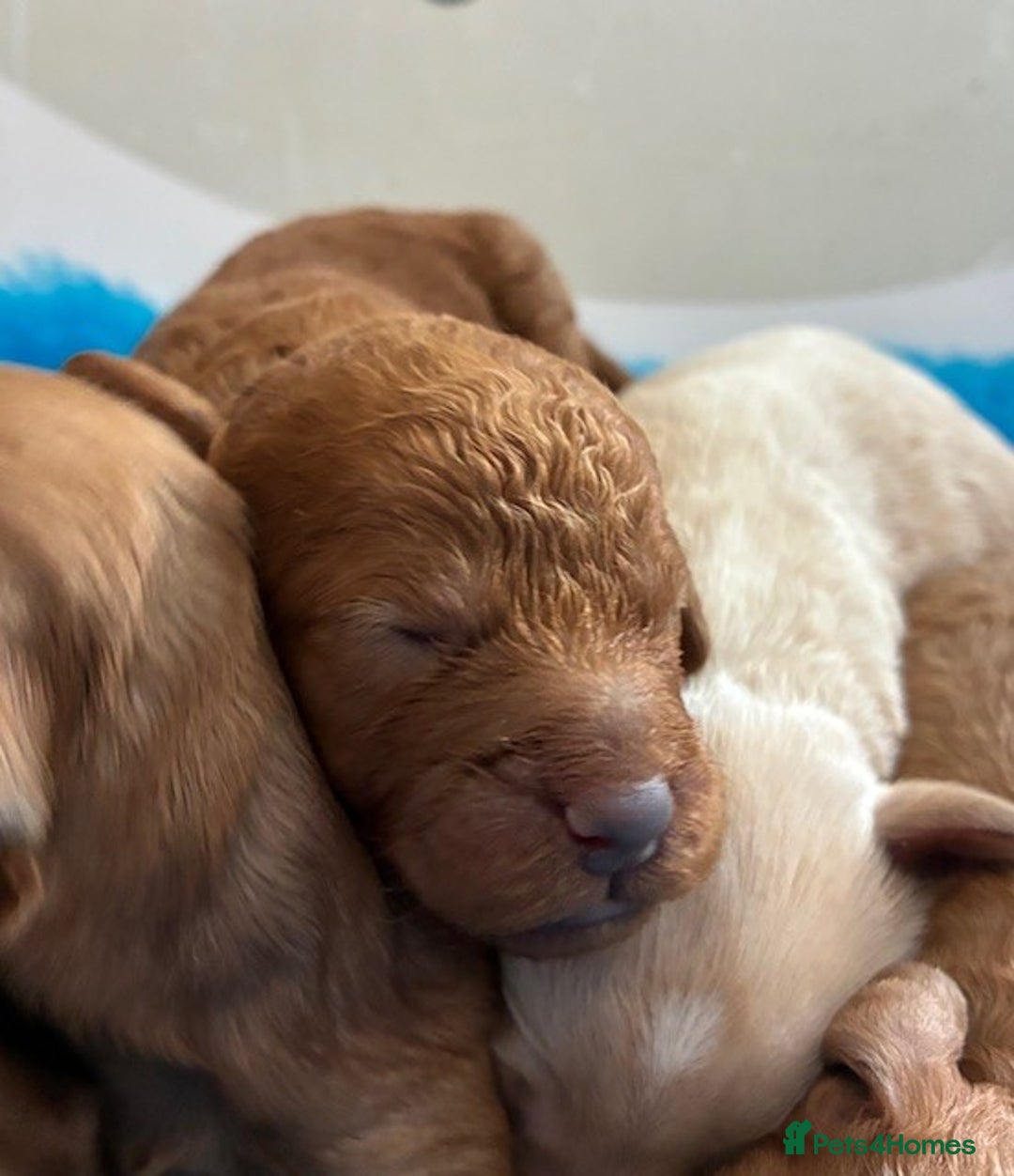 Cavapoo dogs for sale: ✨ Gorgeous Cavapoo puppies ✨ - Image 4