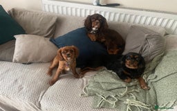Cavalier King Charles Spaniel dogs for sale: KC reg 🍫parents/Eyes/heart&health certs - Image 15