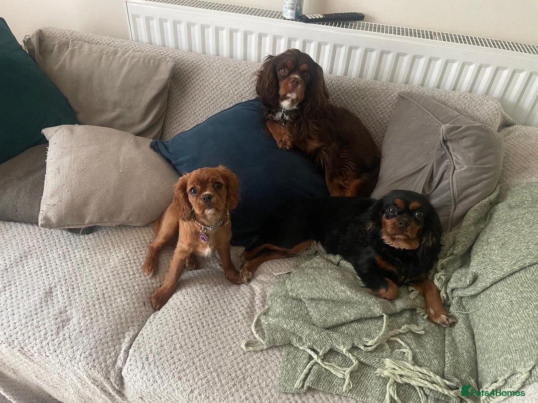Cavalier King Charles Spaniel dogs for sale: KC reg 🍫parents/Eyes/heart&health certs - Image 15