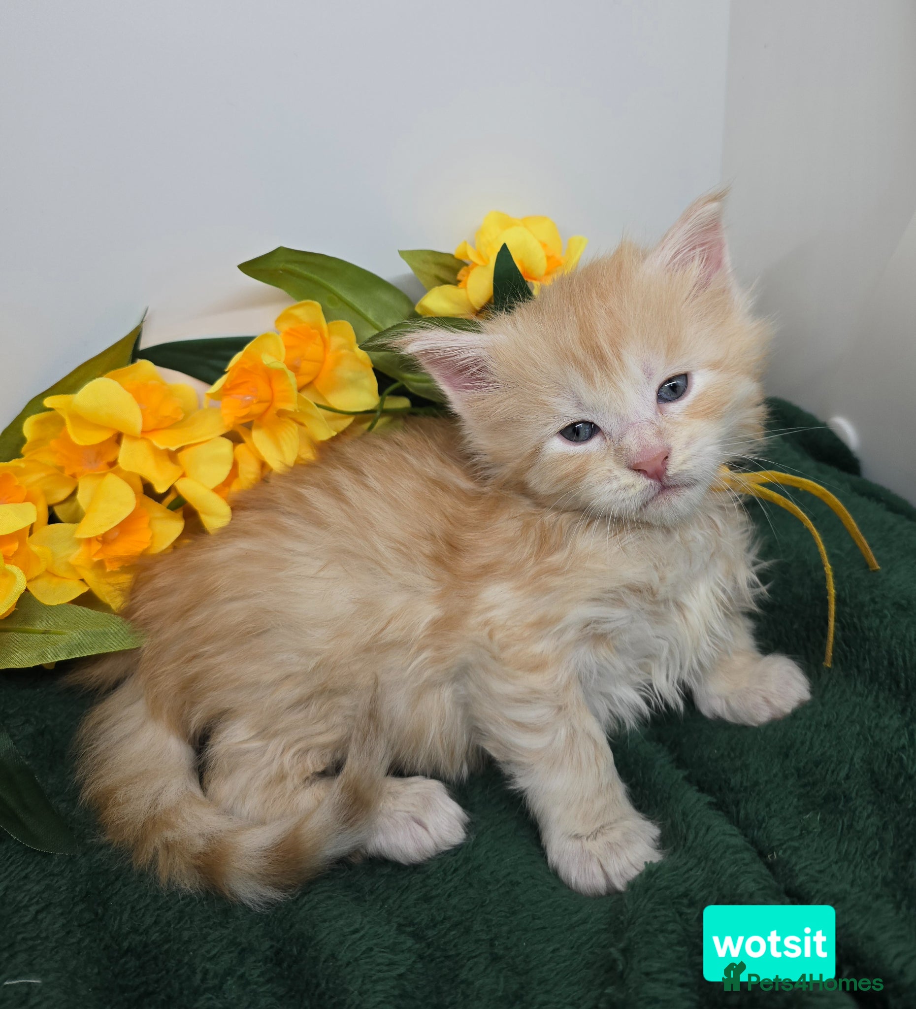 Maine Coon cats Amazing XXL Red & Cream Silver Boys Maine Coons - Advert 4