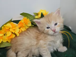 Maine Coon cats Amazing XXL Red & Cream Silver Boys Maine Coons - Advert 4