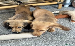 Miniature Dachshund dogs for sale: Gorgeous shaded cream boy and girl - Image 6