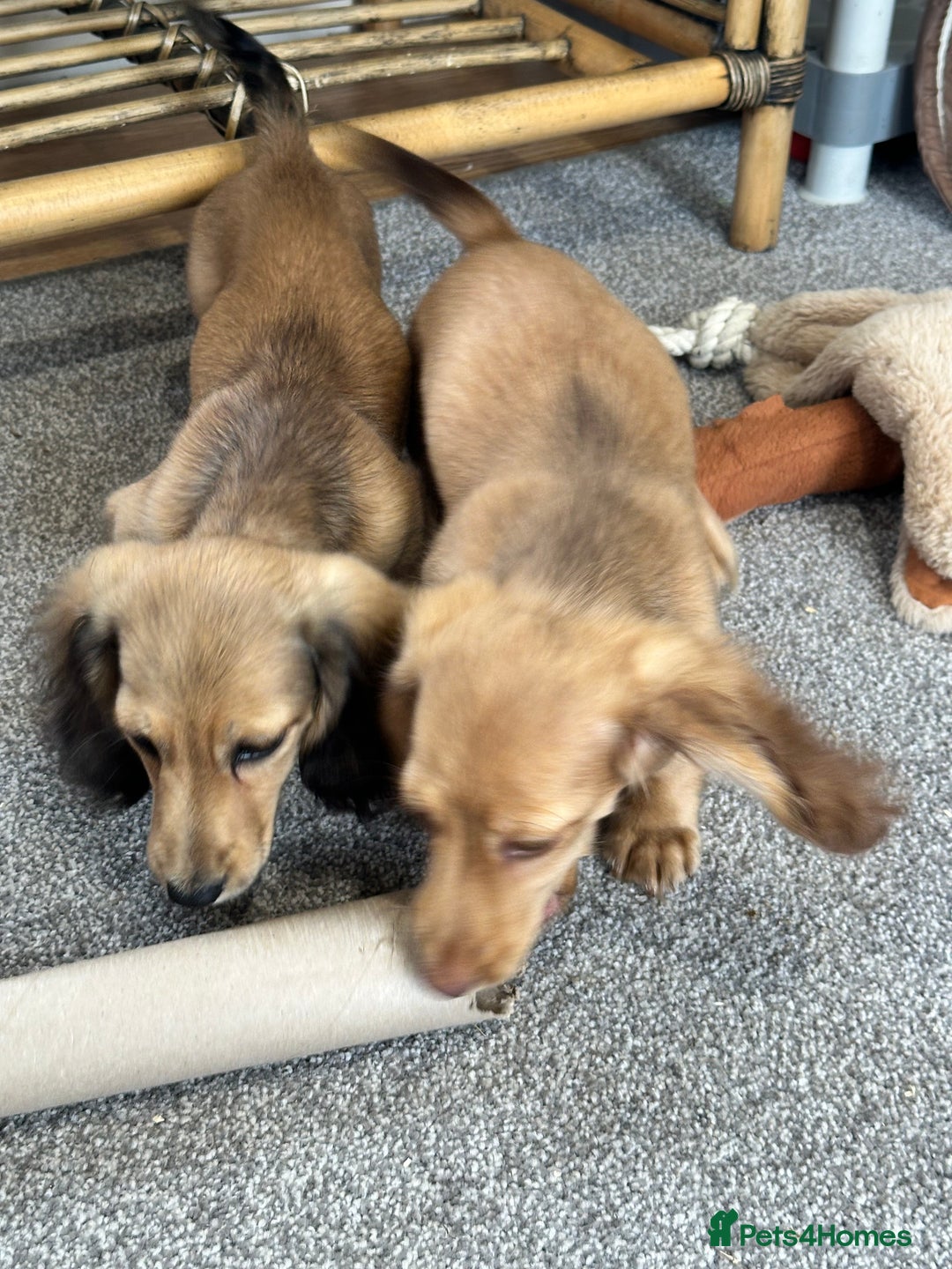Miniature Dachshund dogs for sale: Gorgeous shaded cream boy and girl - Image 6
