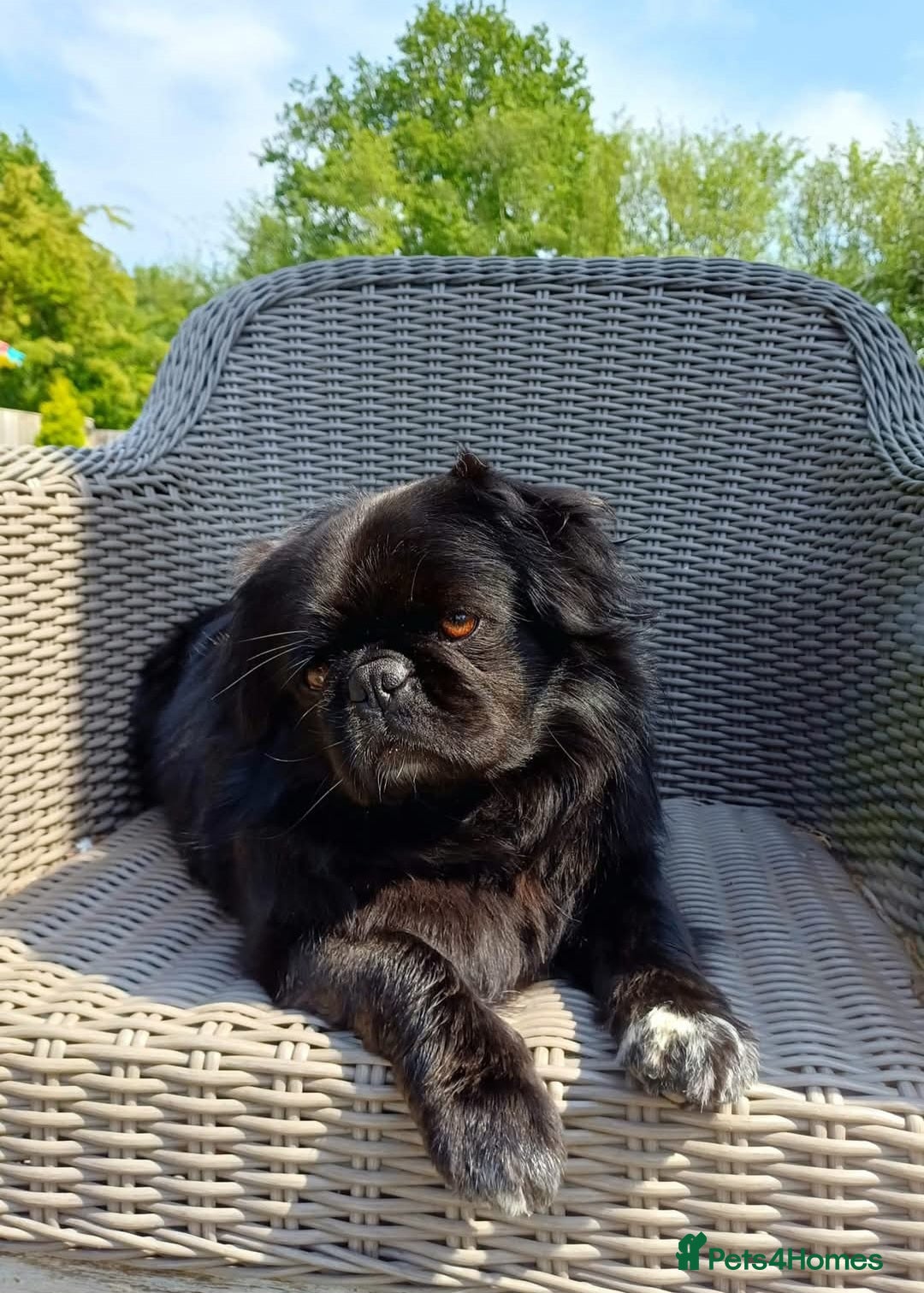 Pug dogs for stud: FLUFFY PUG STUD Blue Choc Black Tan carrier Husky - Advert 2