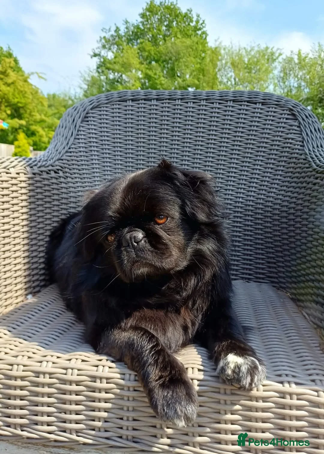 Pug dogs for stud: FLUFFY PUG STUD Blue Choc Black Tan carrier Husky - Advert 2