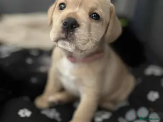 Mixed Breed dogs Frocker puppies - Advert 5