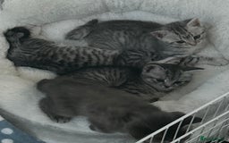 British Shorthair cats for sale: BSH silver tabby kittens - Image 8