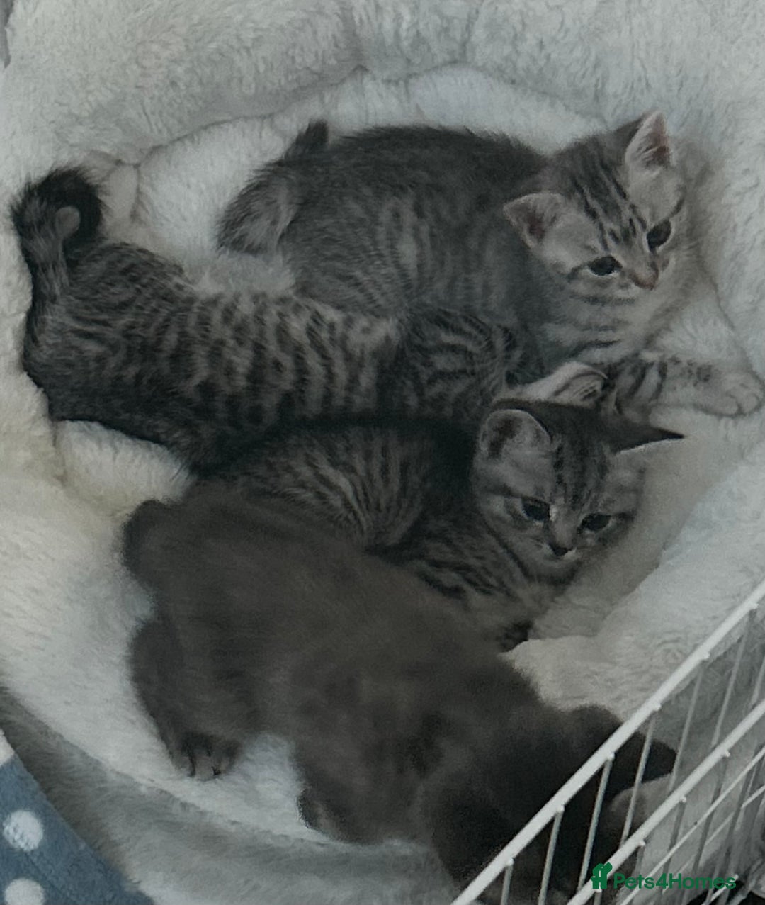 British Shorthair cats for sale: BSH silver tabby kittens - Image 8