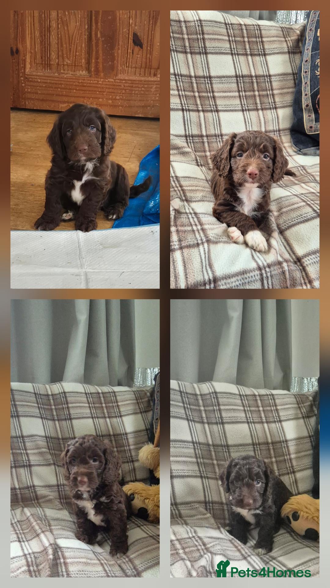 Sproodle dogs Gorgeous litter of Sproodle Pups  - Advert 1