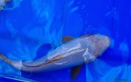 Koi Carp fish for sale: 8 to 10 inch Koi Carp mix pond fish in Chorley  - Image 8