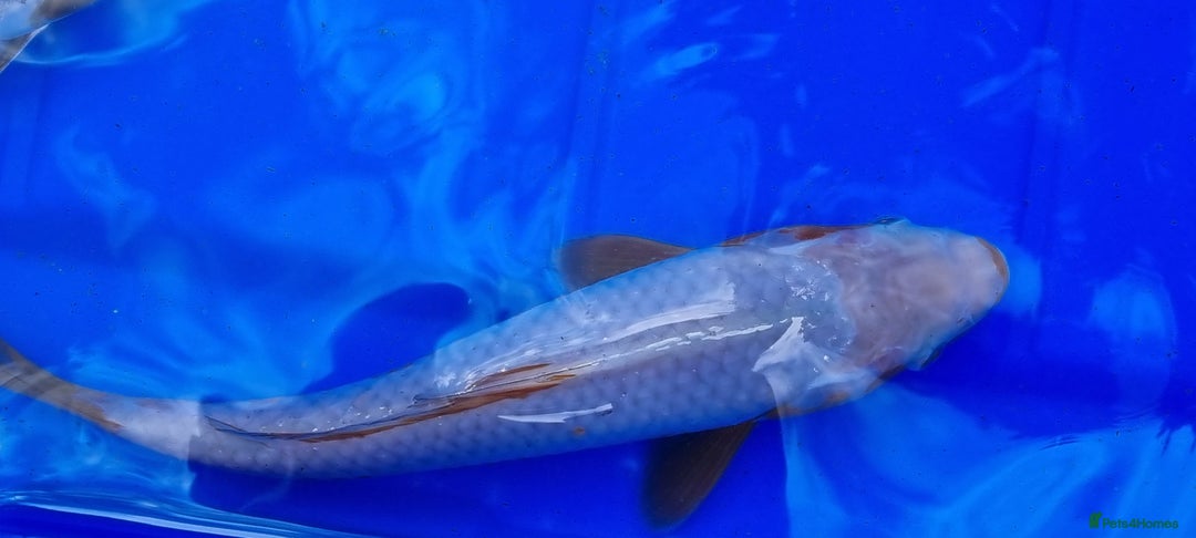Koi Carp fish for sale: 8 to 10 inch Koi Carp mix pond fish in Chorley  - Image 8