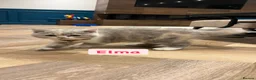 British Shorthair cats for sale: Incredible Tortie British Shorthair GCCF £700 - Advert 4