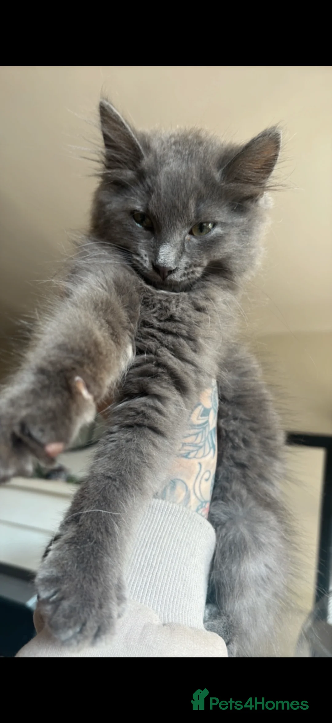 Mixed Breed cats for sale: Beautiful ragdoll x American blue long hair - Advert 2