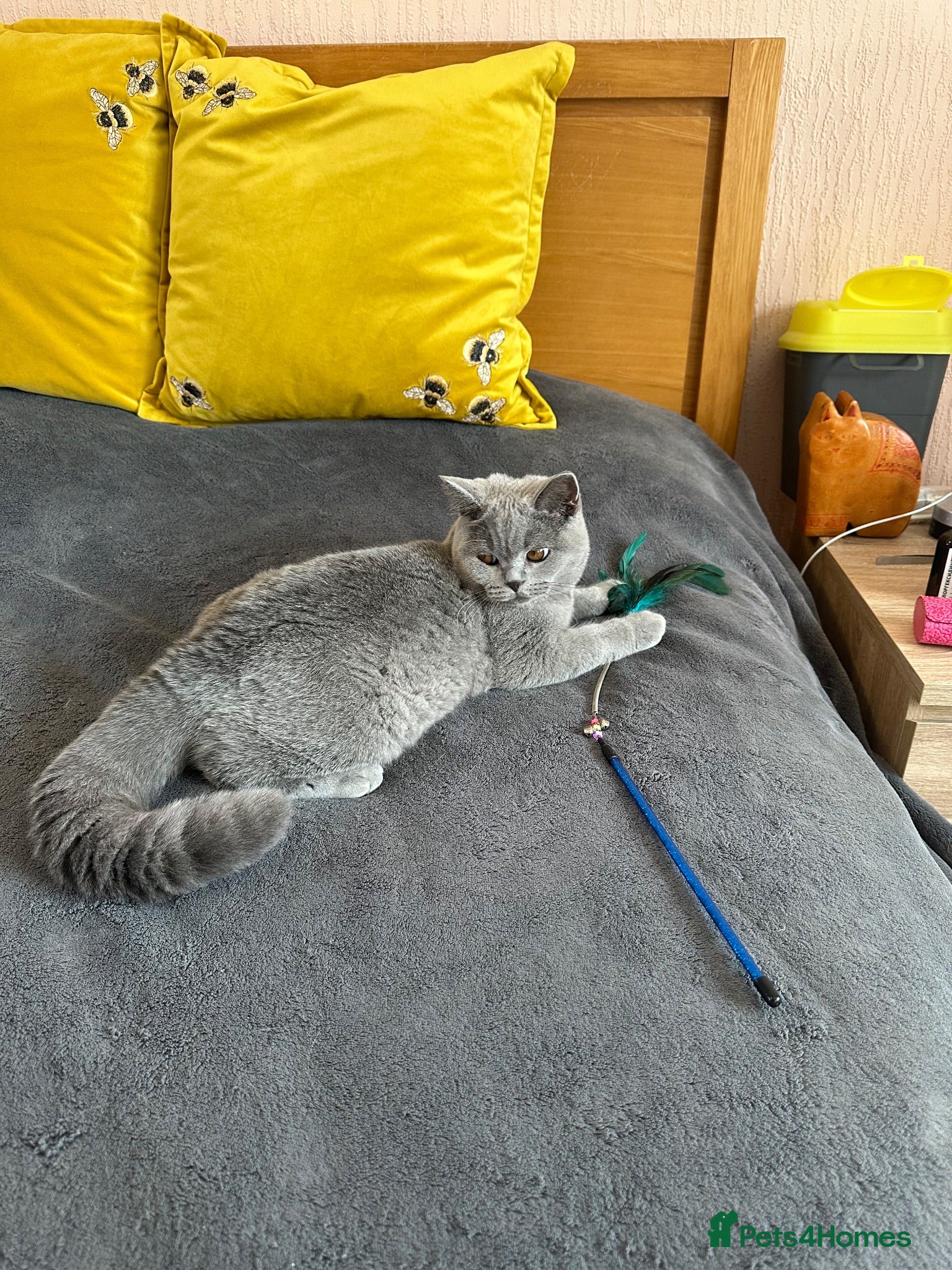 British Shorthair cats Gccf registered kittens  - Advert 2