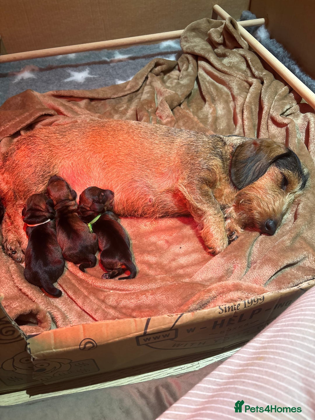 Miniature Dachshund dogs for sale: Miniature Wirehaired Dachshund - Advert 1