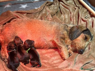 Miniature Dachshund dogs Miniature Wirehaired Dachshund - Advert 4