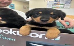 Mixed Breed dogs for sale: Rottweiler x puppys - Image 1