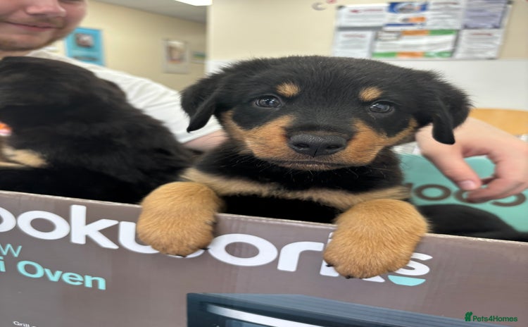 Mixed Breed dogs - Advert 1
