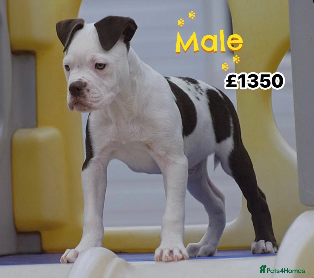 Olde English Bulldogge dogs for sale: COUNCIL APPROVED⭐️5⭐️RATED LICENSE 23 YEARS EXPERT - Image 7