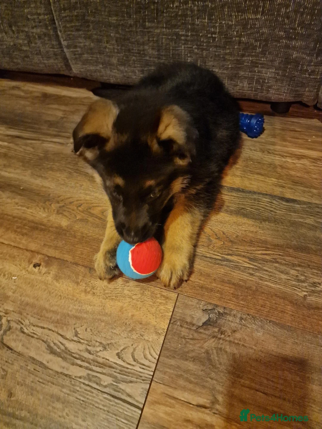 German Shepherd dogs for sale: Jodie - Advert 3