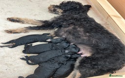 Jackapoo dogs for sale: Gorgeous Jackapoo X Toy Poodle pups  - Image 4