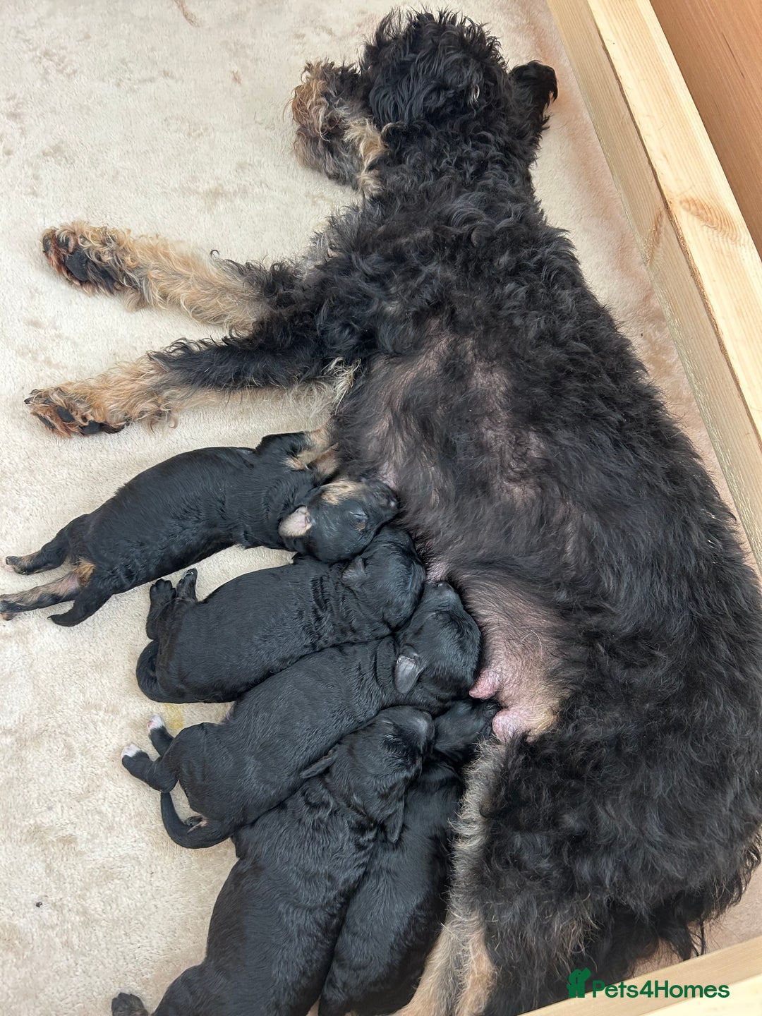 Jackapoo dogs for sale: Gorgeous Jackapoo X Toy Poodle pups  - Image 4
