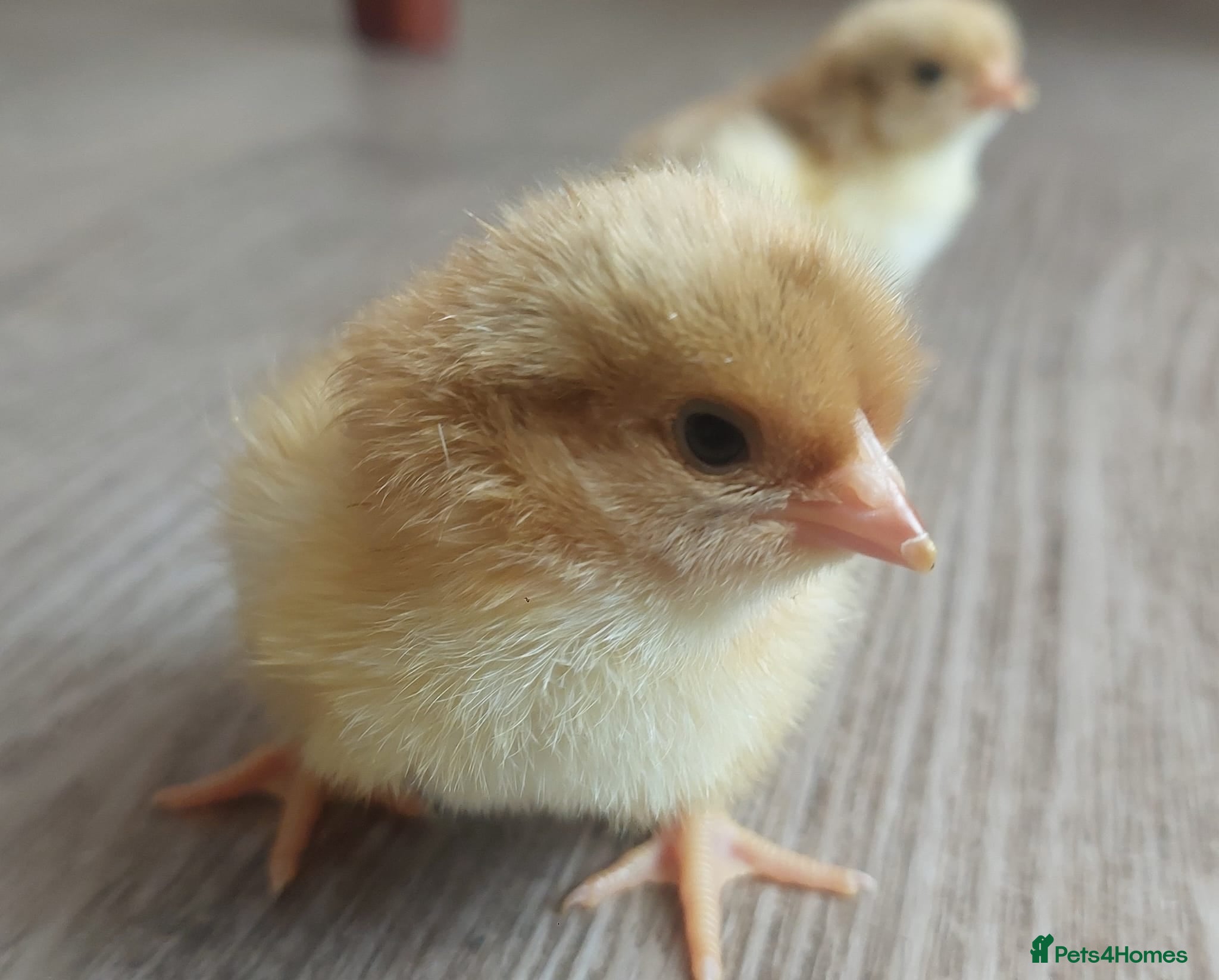 Chickens poultry Day‑Old Chicks and Hatching eggs - pure breed - Advert 1