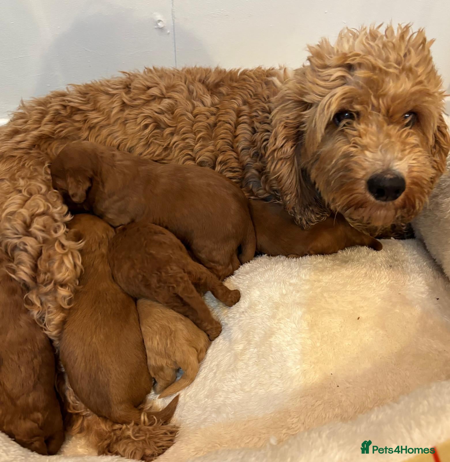 Cockapoo dogs Stunning red F1B cockapoo puppies  - Advert 6