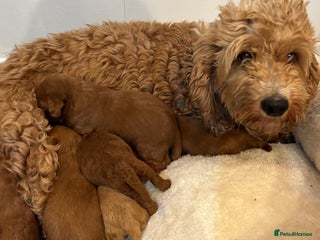 Cockapoo dogs Stunning red F1B cockapoo puppies - Advert 1