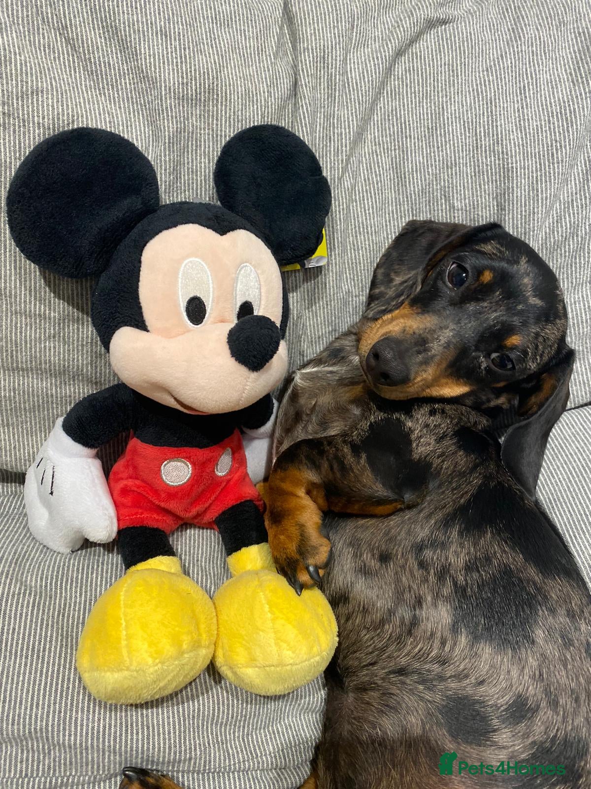 Miniature Dachshund dogs KC reg gorgeous boy  - Advert 2