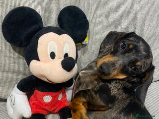 Miniature Dachshund dogs KC reg gorgeous boy - Advert 2